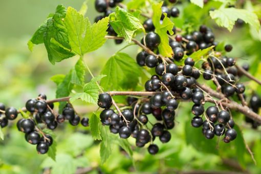 backcurrants on a branch