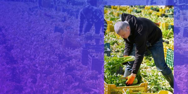 Person bending down sorting vegetables on a farm with a purple overlay