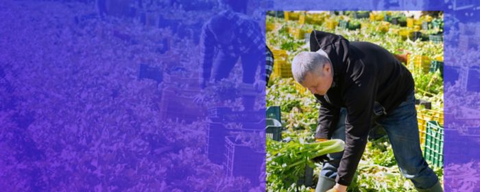 Person bending down sorting vegetables on a farm with a purple overlay