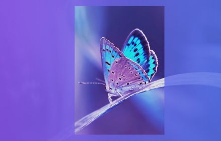 blue-butterfly-banner