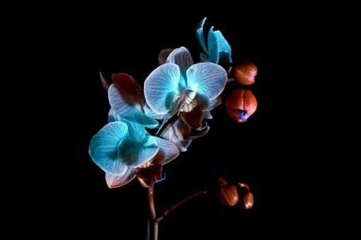 Blue orchid on a black background