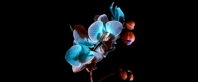 Blue orchid on a black background