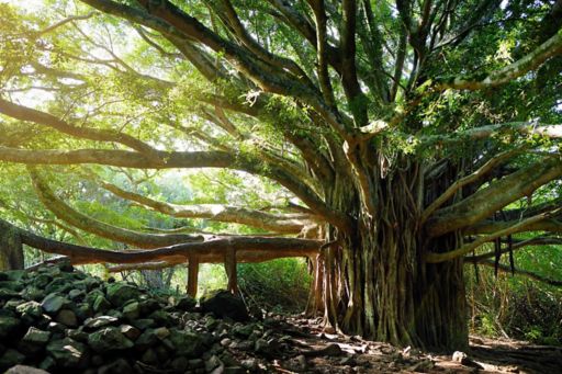 Branches and hanging roots of giant banyan tree