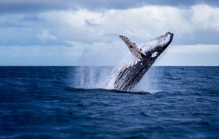 Breaching humpback whale