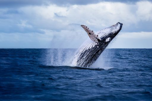 Baleine à bosse jaillissant hors de l’eau