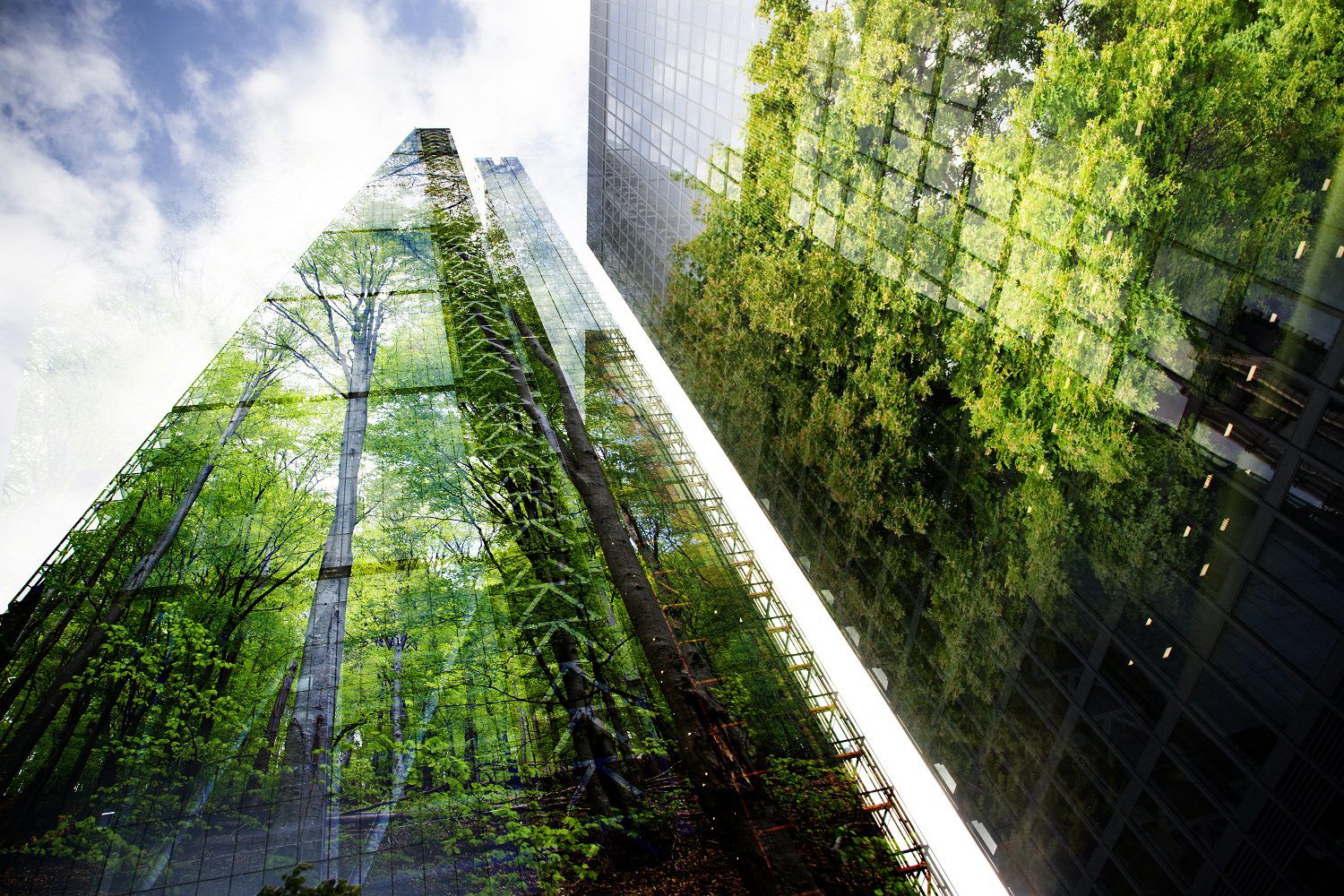 Réflection d'arbres sur un building
