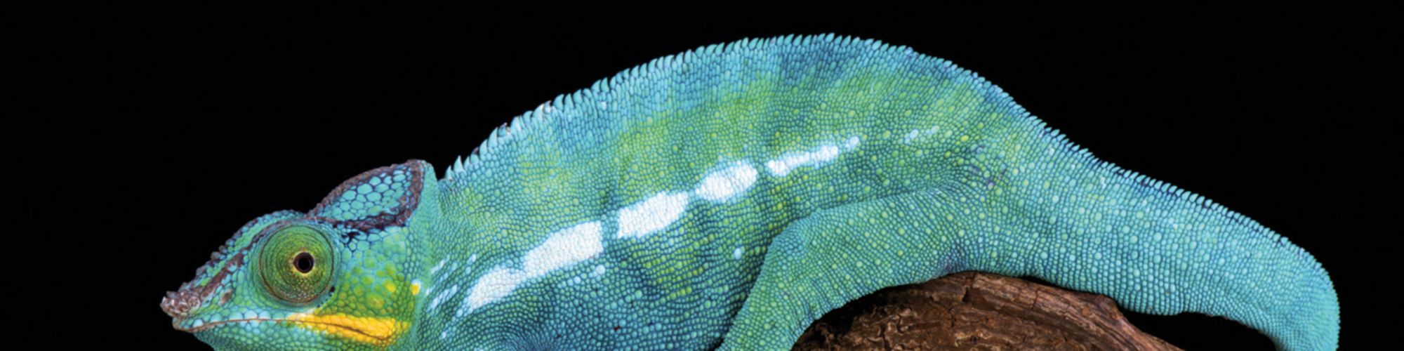 Harvey Nash / KPMG CIO Araştırması 2018