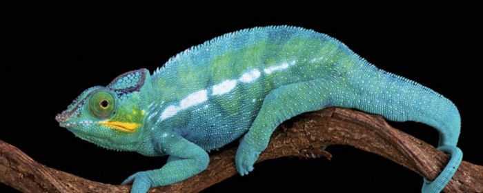 Harvey Nash / KPMG CIO Araştırması 2018