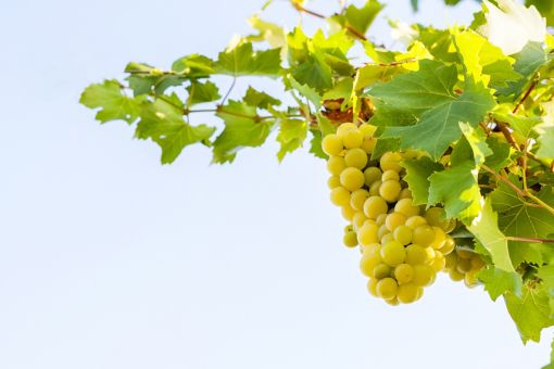 bunch of white wine grapes