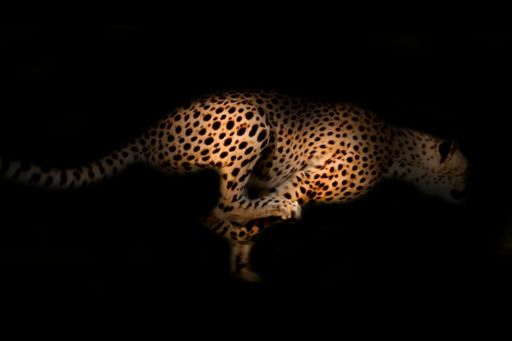 Cheetah sprinting at night