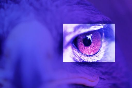 close up of a bird’s eye