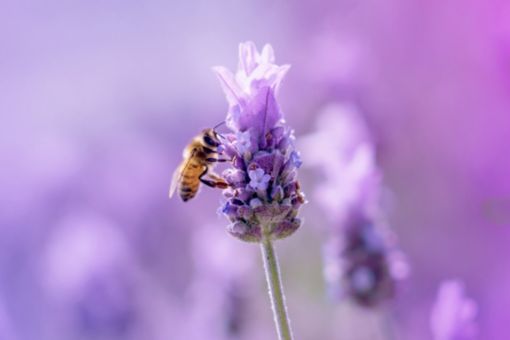 Honey bee collecting pollon