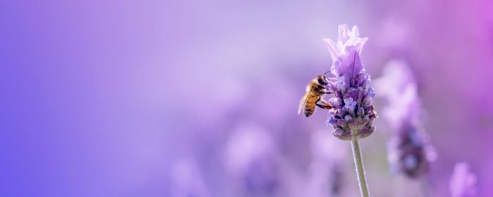 Honey bee collecting pollon