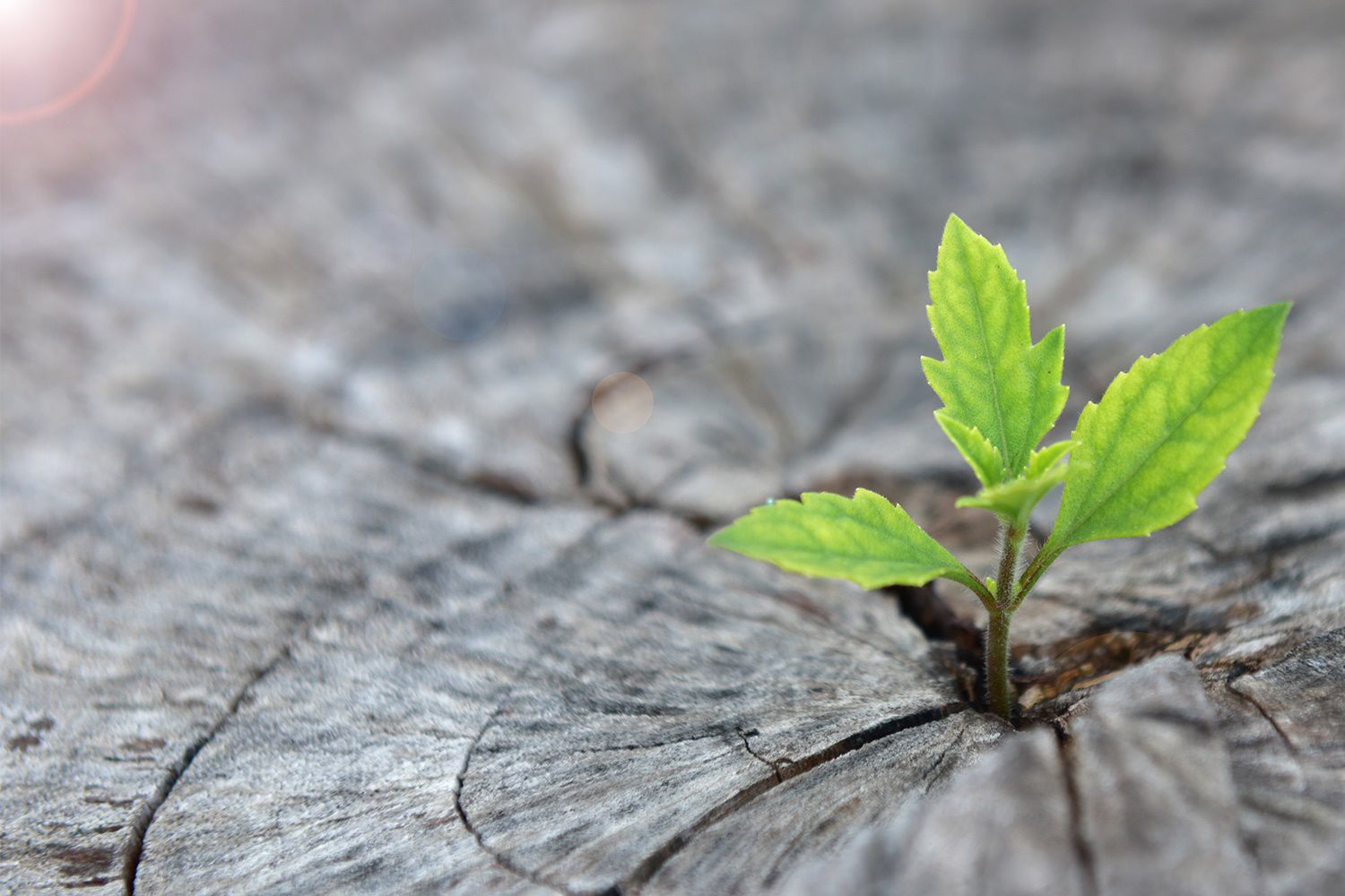 green growing