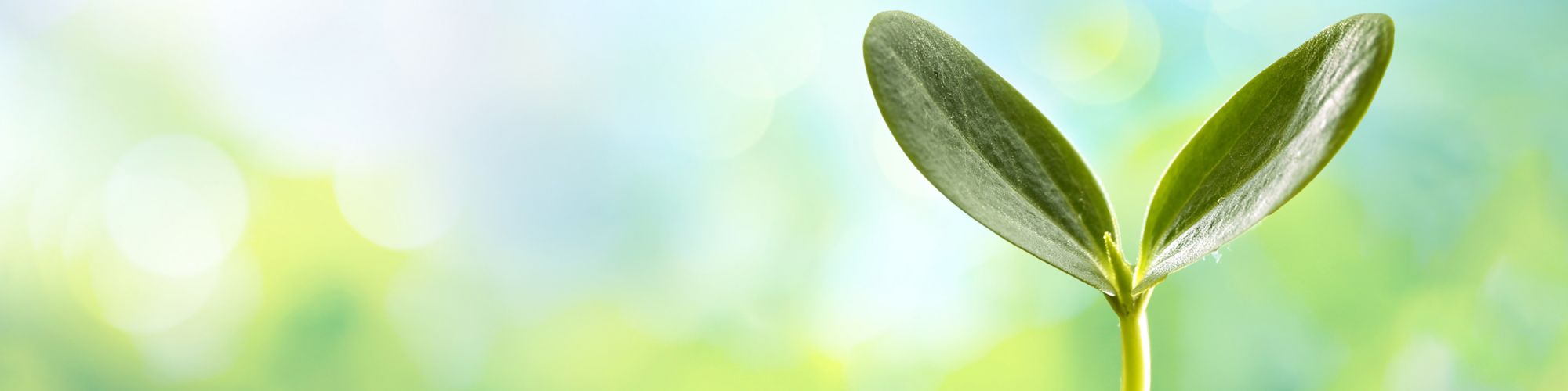 Close up of plant seedling on a blurred background