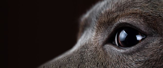 Close up shot of wolfs eye