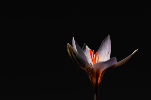 Close up view of a flower