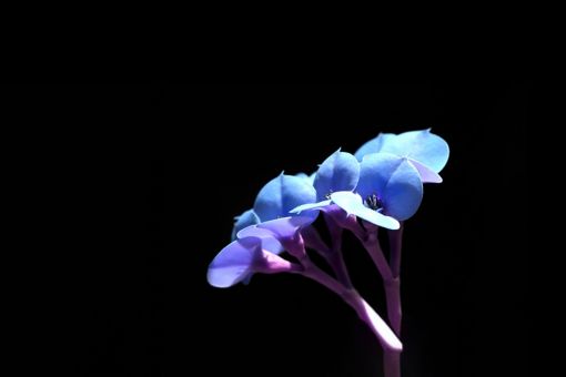 Close up of euphorbia blues flower