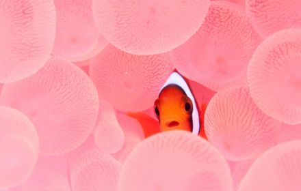 Ein Clownfisch schaut aus Korallen hervor