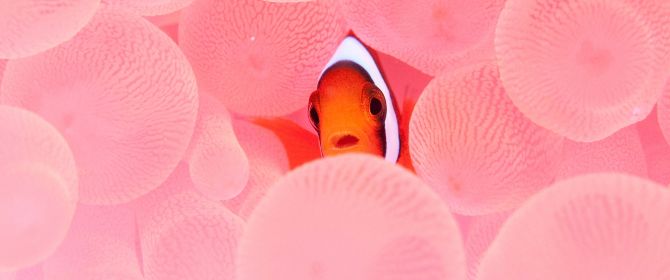 Ein Clownfisch schaut aus Korallen hervor