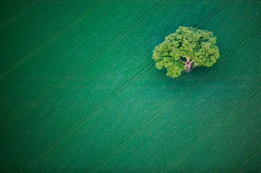 Aerial photo of tree