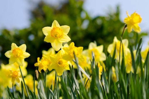 A bunch of daffodils outside on a sunny day