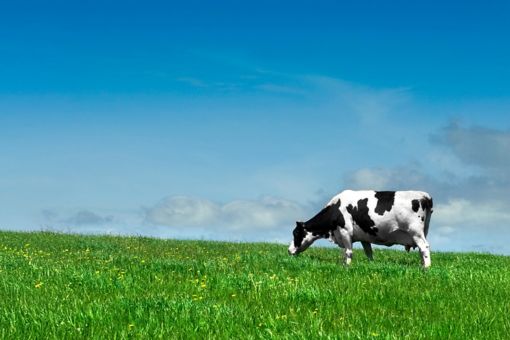 Dairy cow in a field