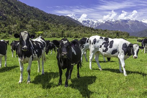 holstein friesian cattle standing in a field