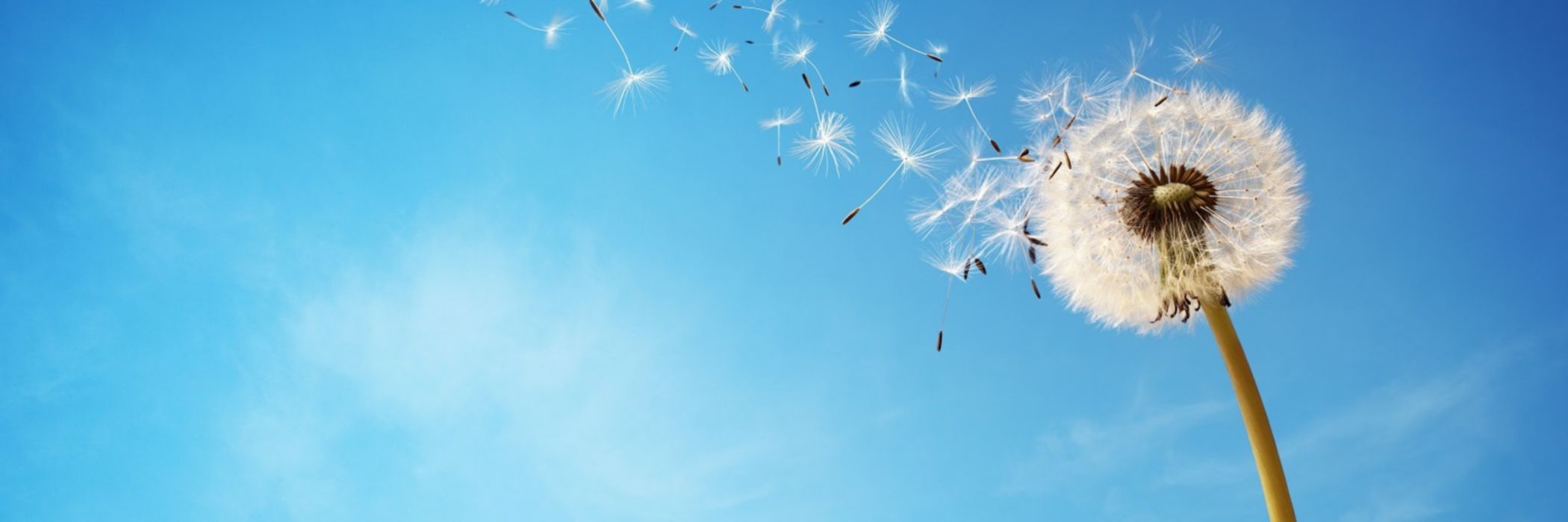 Dandelion against blue sky