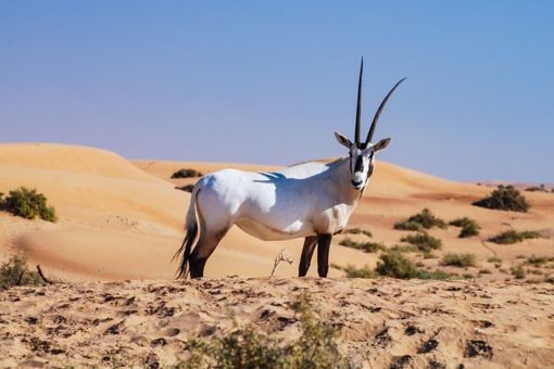 Deer in desert