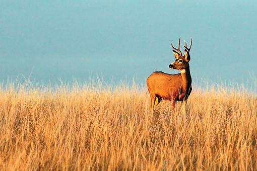 Sigorta sektörü zorluklara rağmen fırsat sunmaya devam ediyor