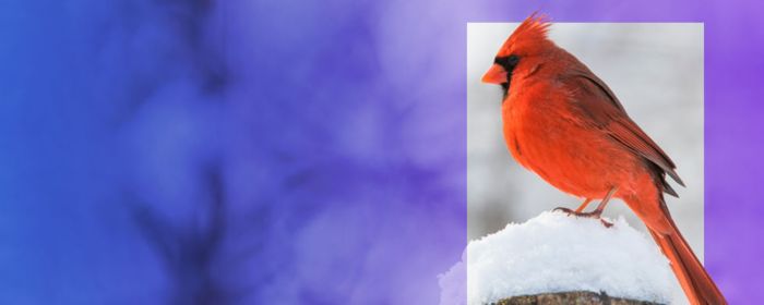 Directors Quarterly: January 2025