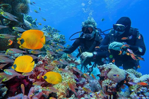 divers exploring underwater life