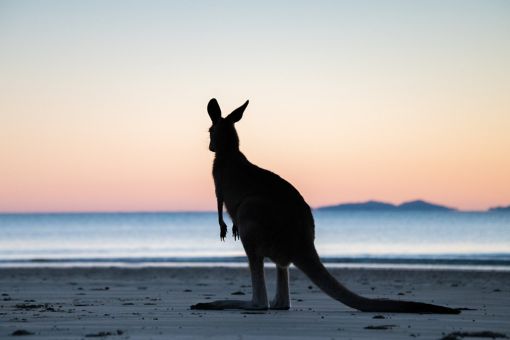 Kænguru på strand
