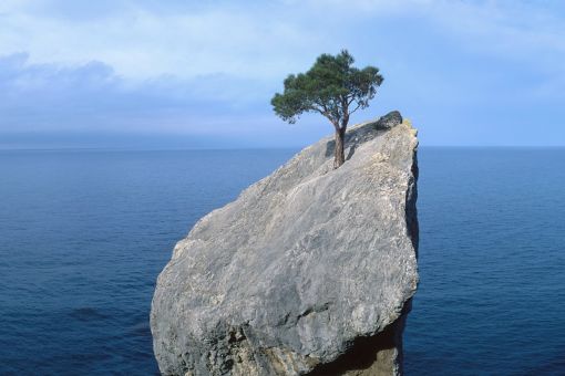 Tree on stone