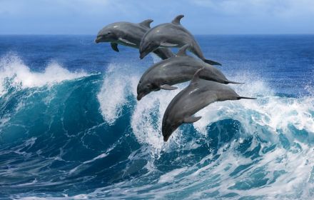 Dolphins jumping