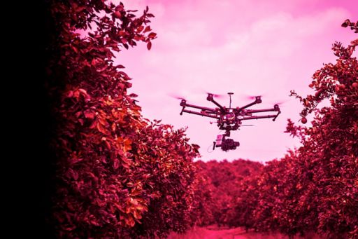 Drone flying in row of a fruit tree farm
