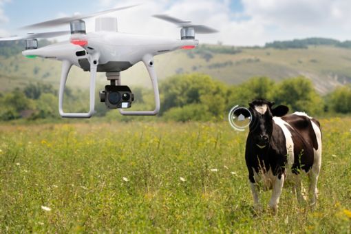 a drone watching a cow in a paddock