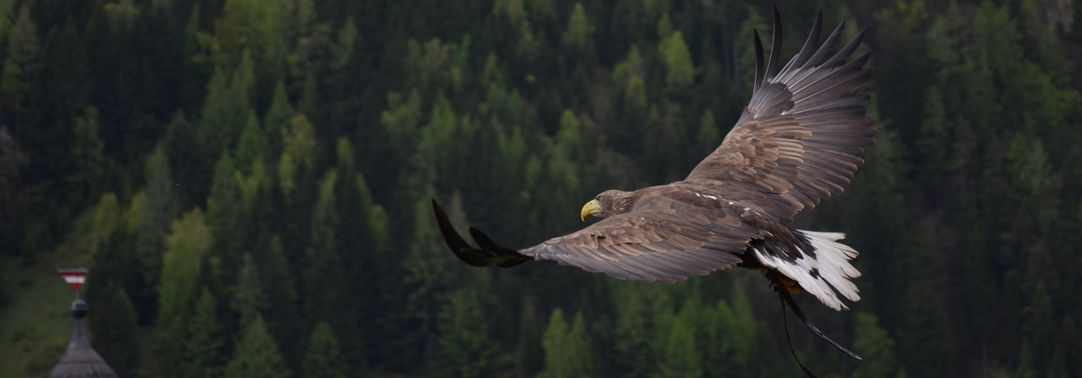 Eagle flying on green forest