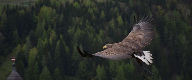 Eagle flying above green forest