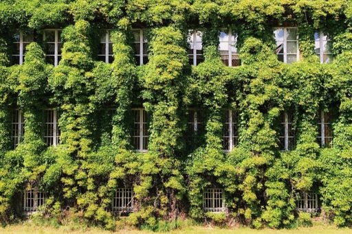 building covered with ivy