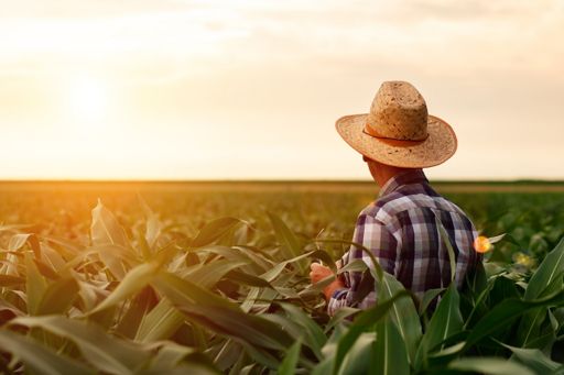Farmer standing in farm during sunset