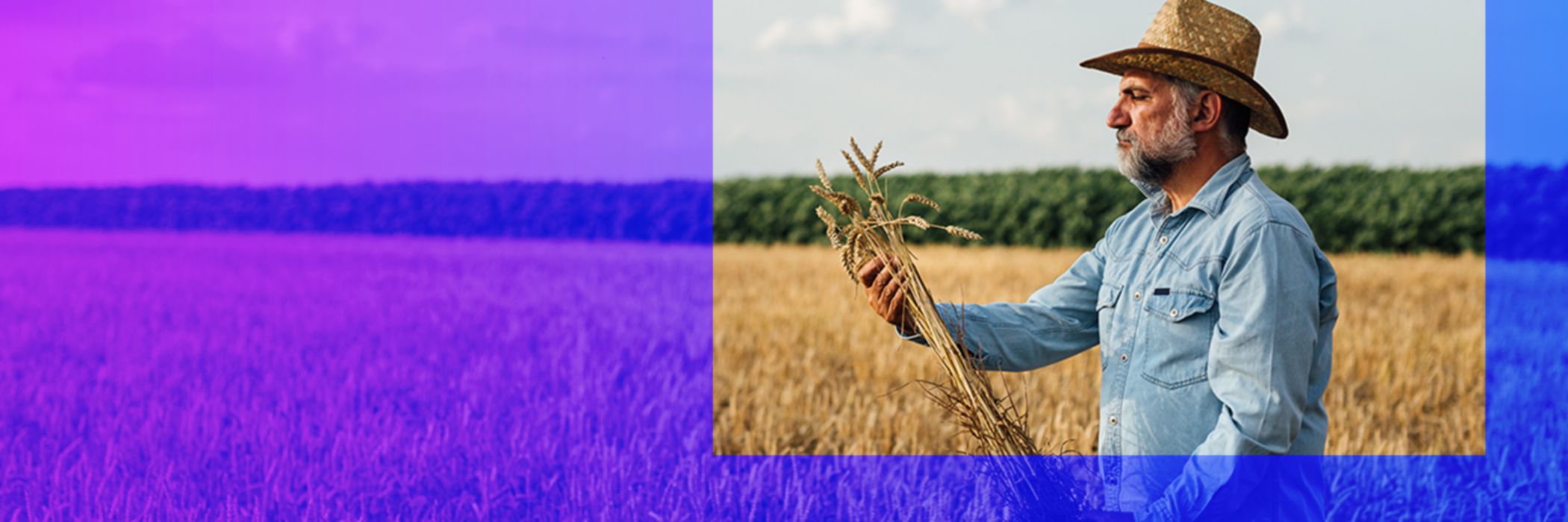 Person holding a crop whilst in a farming field with a purple and blue overlay