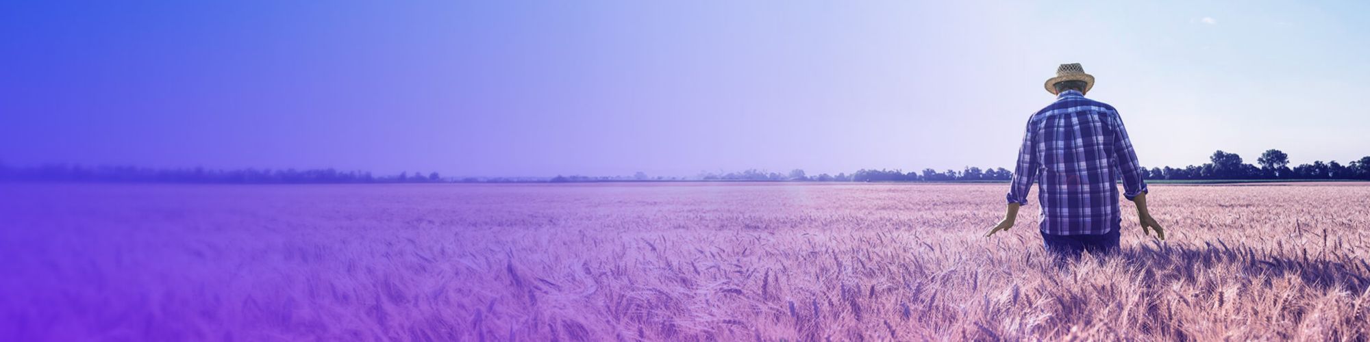 Un fermier marchant dans un champ de blé