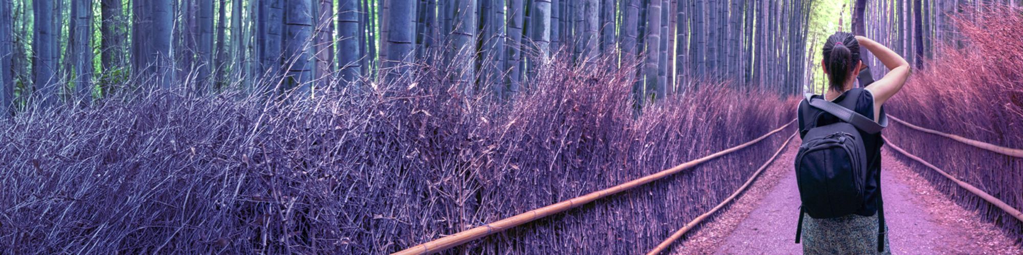 Female photographer in kyoto bamboo forest