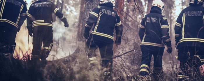 Firefighters in forest