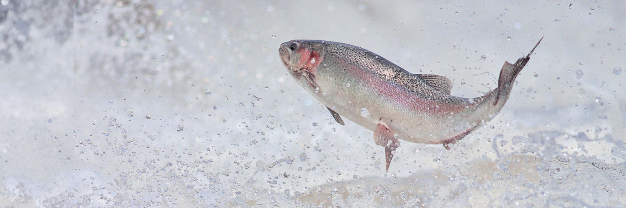 Fish jumping out of water