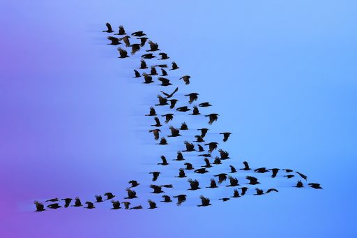 Flock of birds in flying formation shaped liked a bird