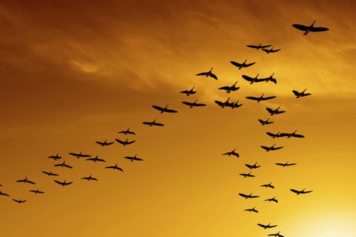 Flock of migrating birds
