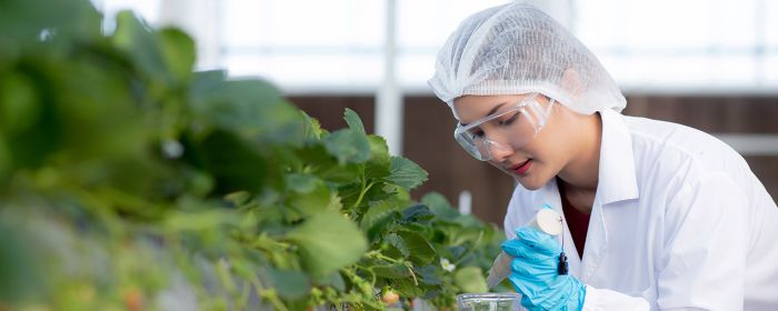 Food scientist with lab grown strawberries